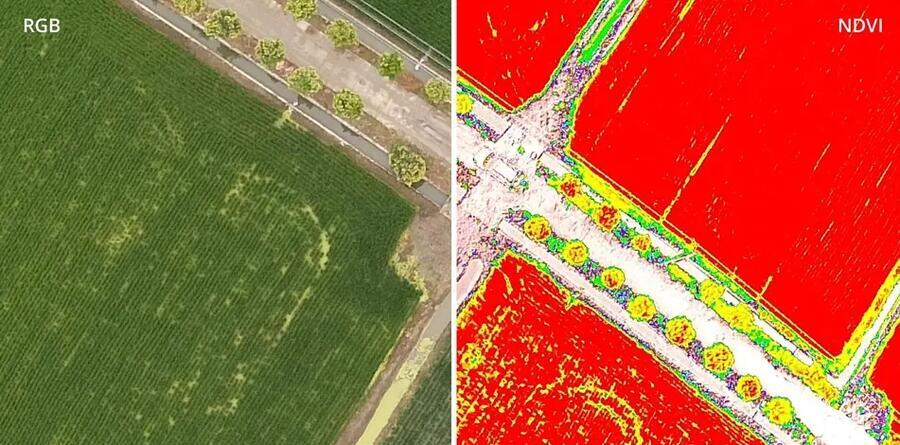 srovnani rgs vs ndvi snimek z multispektralni kamery pro precizni zemedelstvi